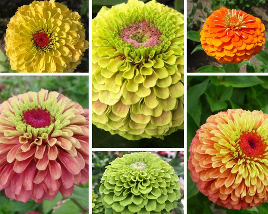 Zinnia - Queeny Series