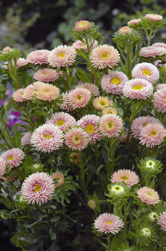 Seed - Aster Matsumoto Apricot