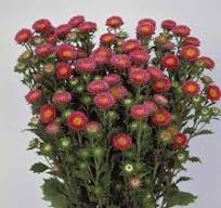 Seed - Aster Matsumoto Salmon