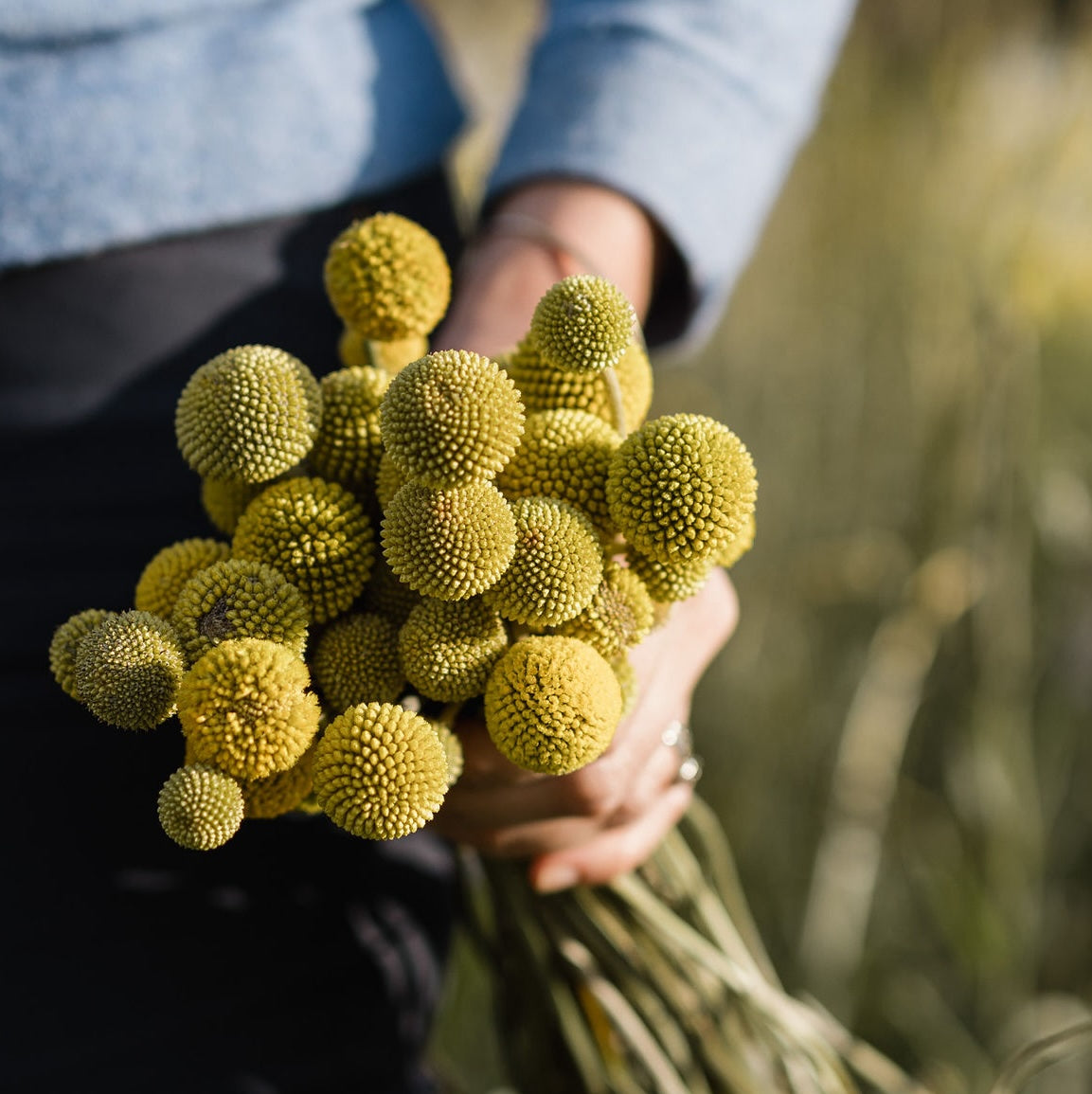 Billy Buttons - Young Plant
