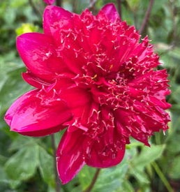 Dahlia - Christie Topnot