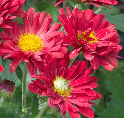 Chrysanthemum - Rooted Cutting - Buninyong Bronze