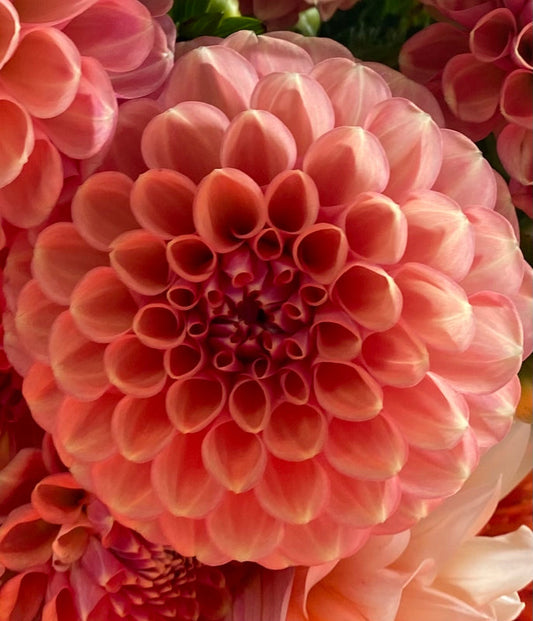 Dahlia Seed - Winkie Cinnamon
