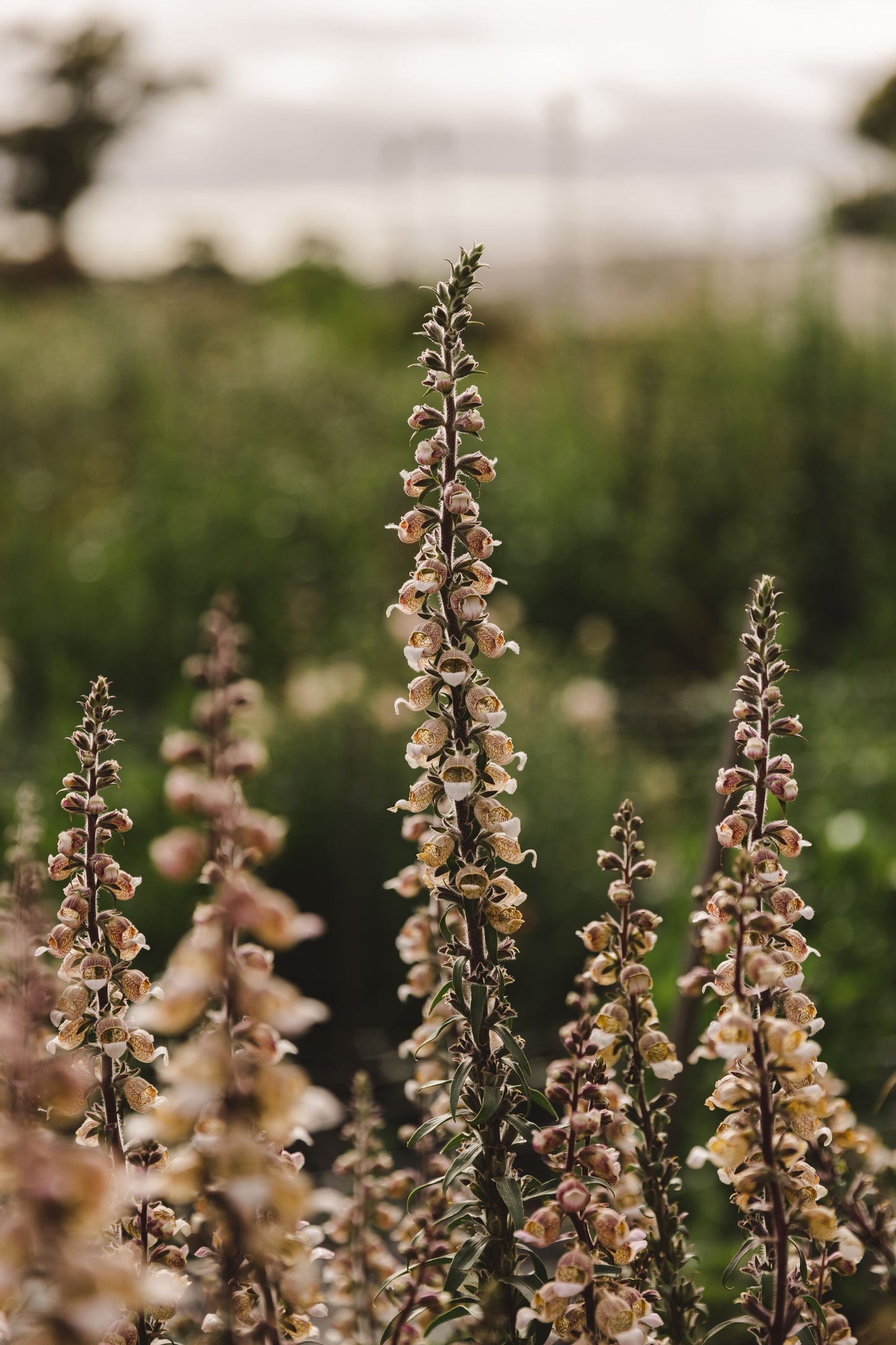 Spring Flowers - Barrow and Bench, Unley - Friday 14th November