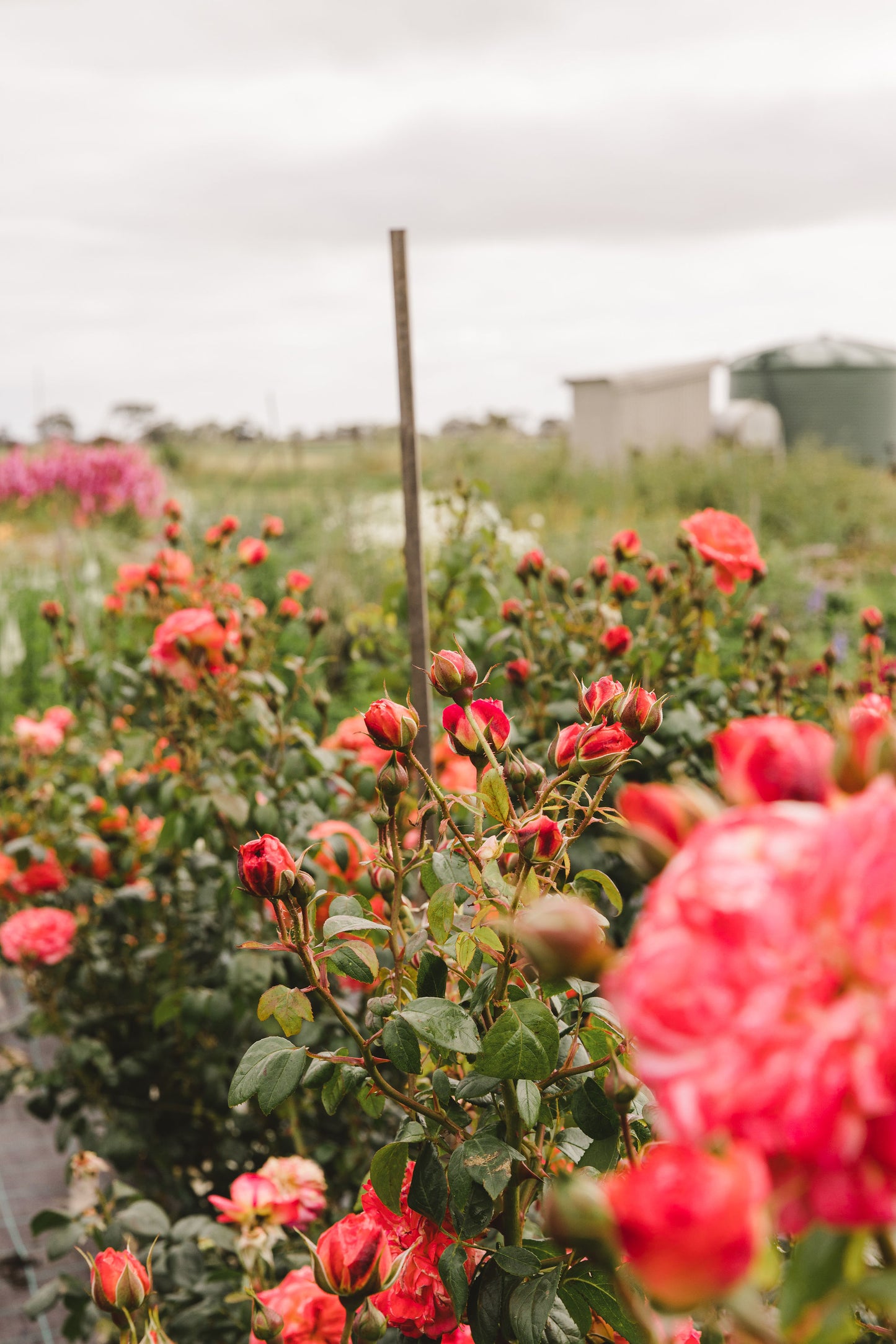 Grow your Own Cut Flowers - Weekend workshop