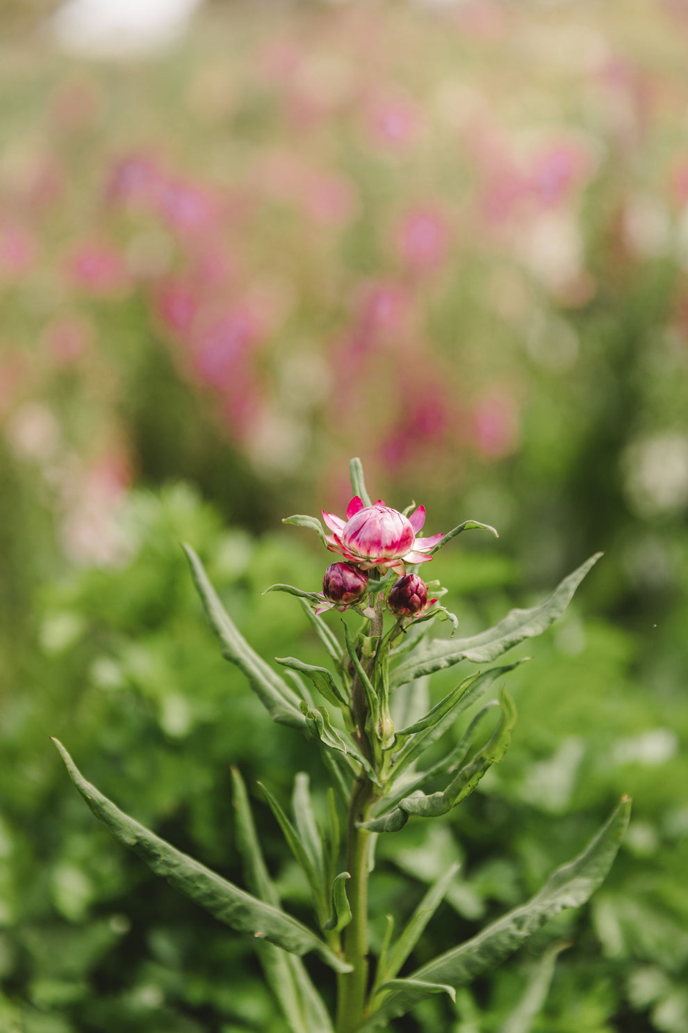 Seed - Paper Daisy - Pink – Starling Flowers