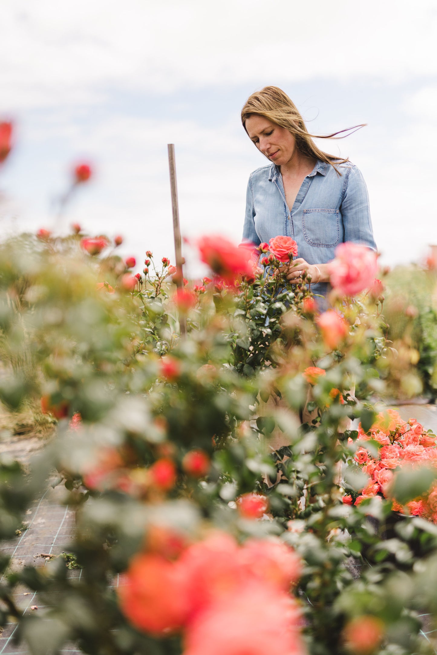 Autumn in the Cutting Garden