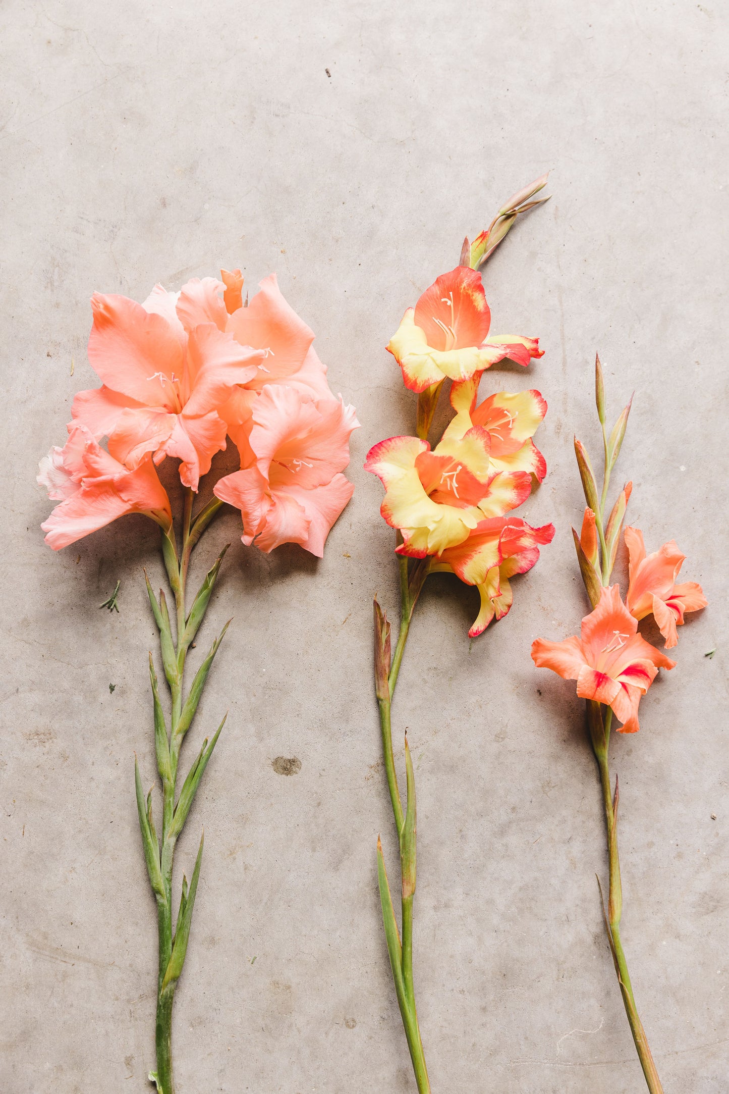 Gladioli - Milka - Pack of 5