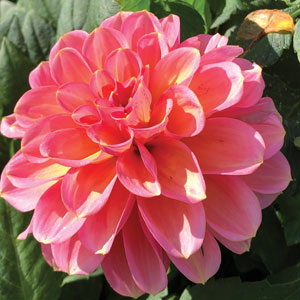 Dahlia Seed - Sunny Rose