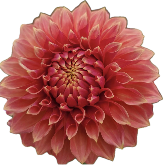 Dahlia - Darbro Palomino