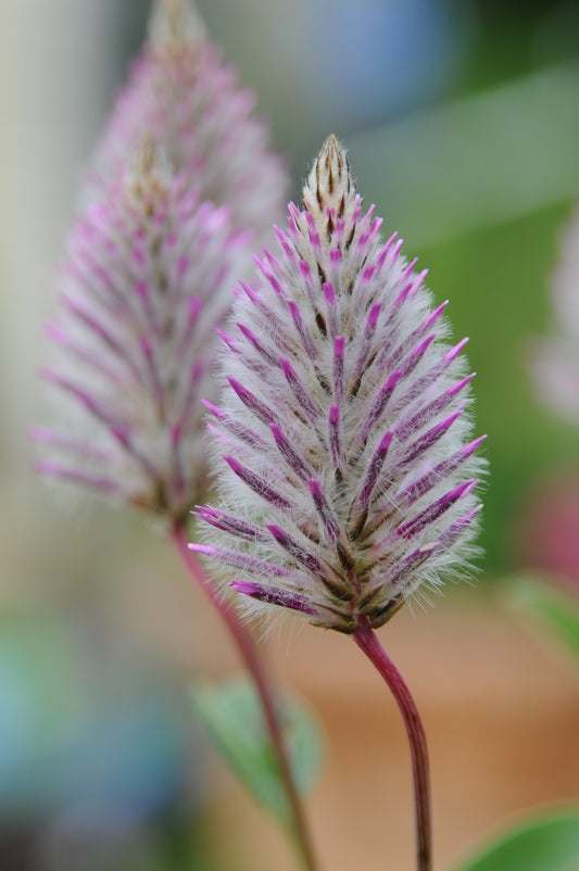Ptilotus Matilda - Young Plant