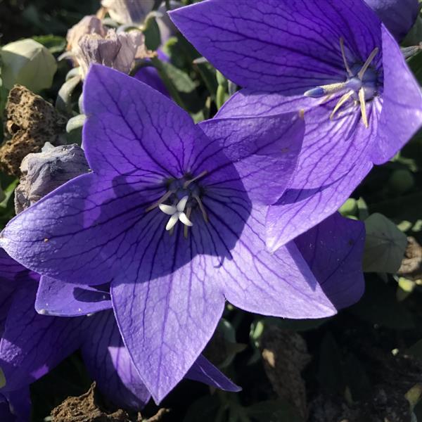 Platycodon Balloon Blue