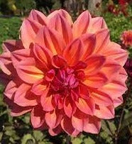 Dahlia Seed - African Sunset