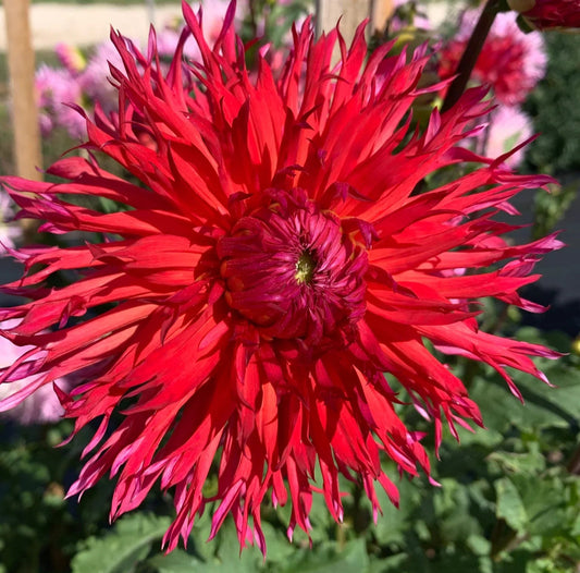 Dahlia - Down's Red