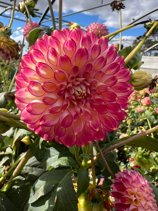 Dahlia Seed - Eureka