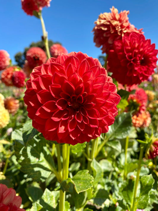 Dahlia Seed - Glenmarc Leanne/Landish