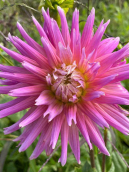 Dahlia Seed - Lavender Frills