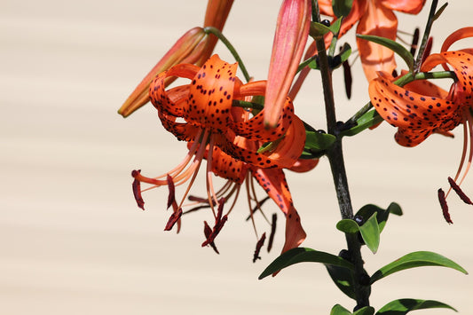 Tiger Lily - Red Velvet - 3 pack