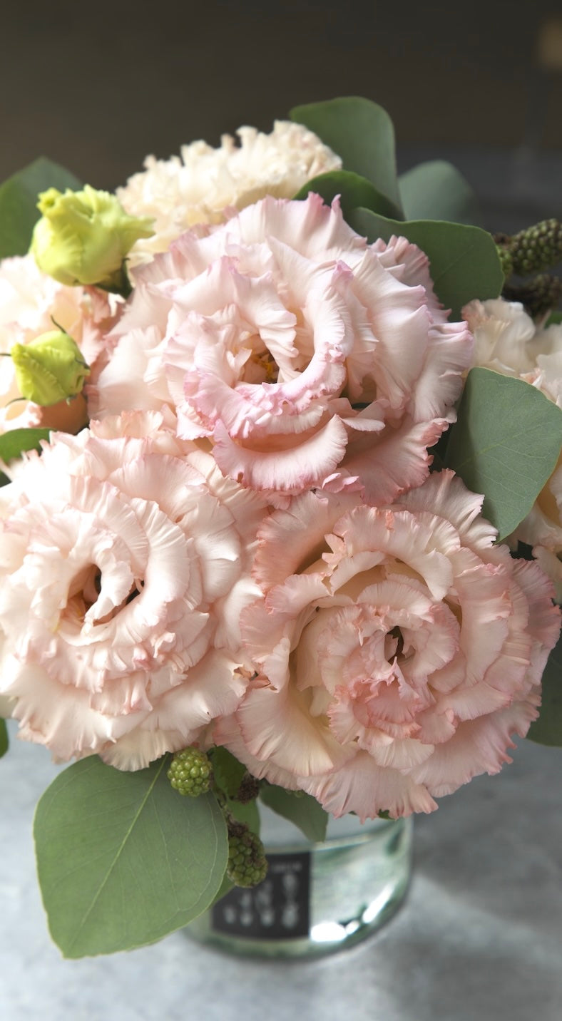 LISIANTHUS CORELLI 3 APRICOT GEN 2 - Young Plant