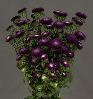 Seed - Aster Macaroon Violet