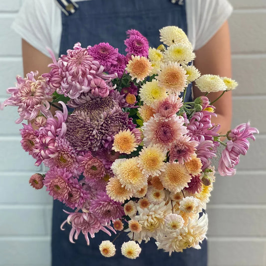 Chrysanthemum - Rooted Cutting - Irina