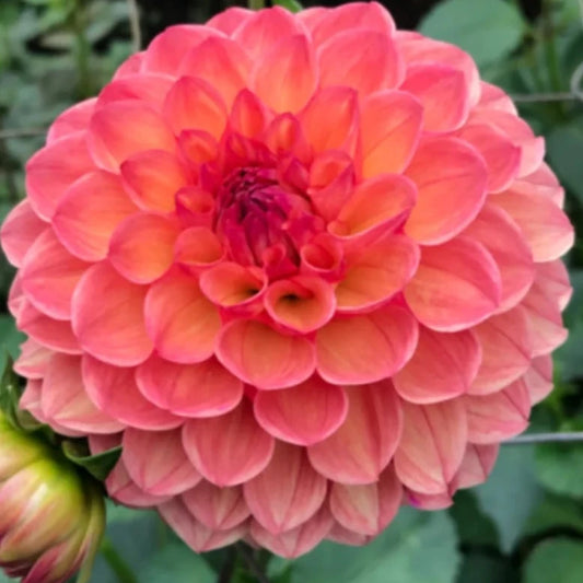 Dahlia - Parklea KB