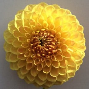 Dahlia Seed - Rokewood Dawn