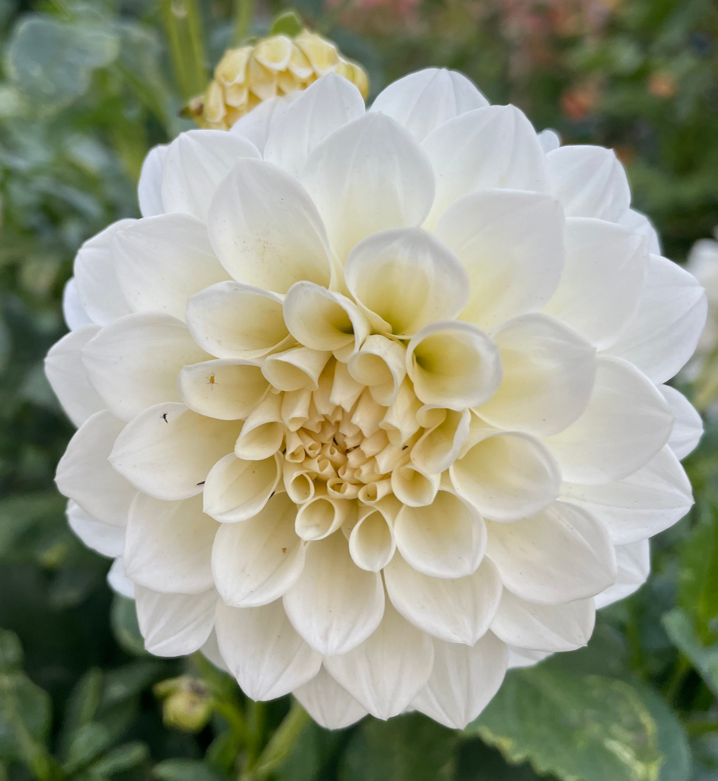 Dahlia Seed - Snowy