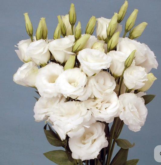 LISIANTHUS SOIREE 1 WHITE - Young Plant