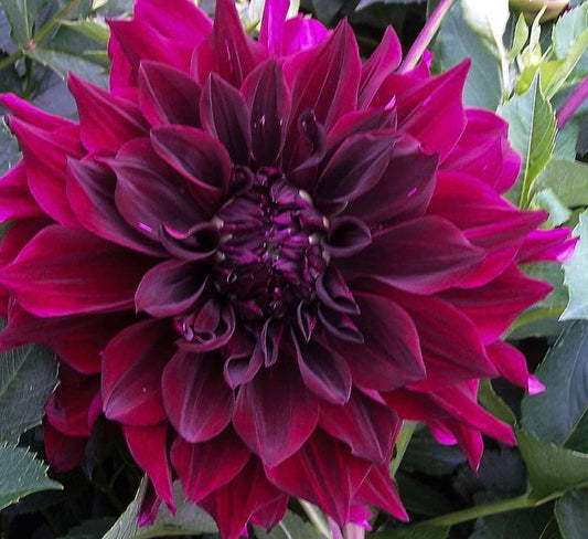 Dahlia Seed - Thelma Maude
