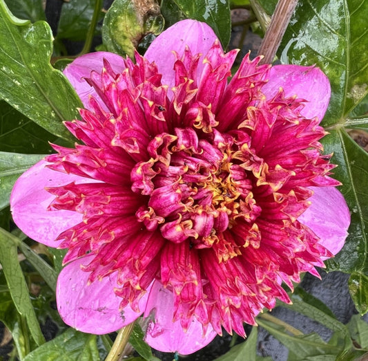 Dahlia - Purex