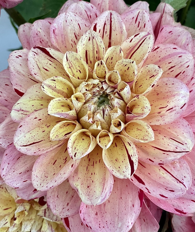 Dahlia Seed - Homicide