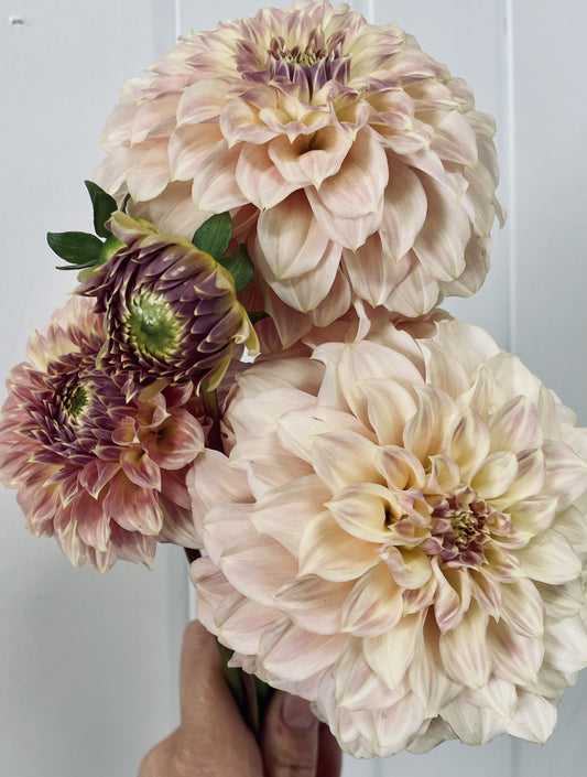 Dahlia - Coorabell Astrid