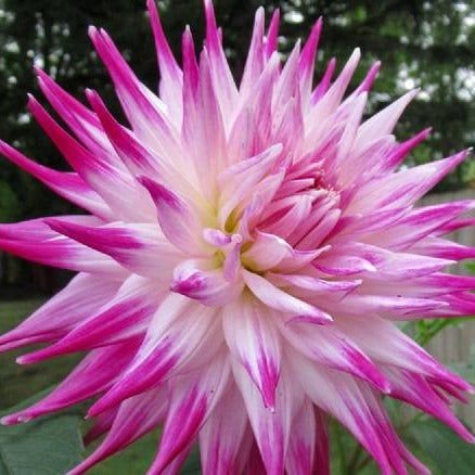 Dahlia Seed - Winkie Carnival