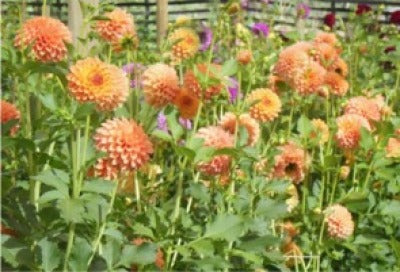 Dahlia - Winkie Nugget (Max 1 per order)
