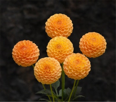 Dahlia - Winkie Tuscany (max 1)