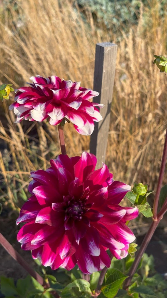 Dahlia - Xmas Cheer