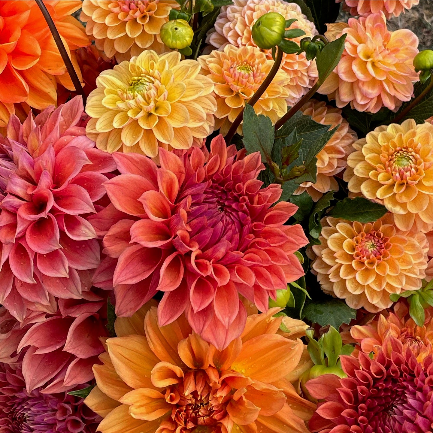 Dahlia - Sunset Collection