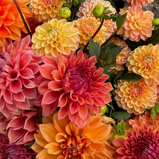 Dahlia - Sunset Collection