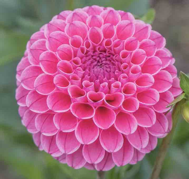 Dahlia - A1