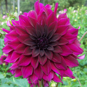 Dahlia - Black Embers