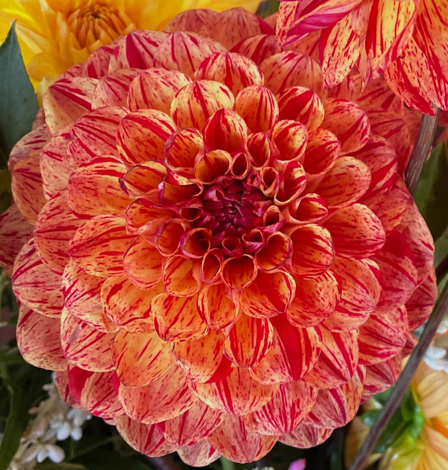 Starling Flowers Bushfire Dahlia