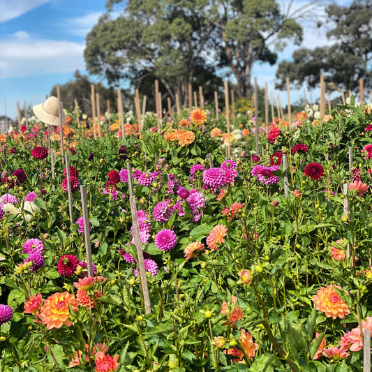 Dahlia - Cut Flower Mix - Named