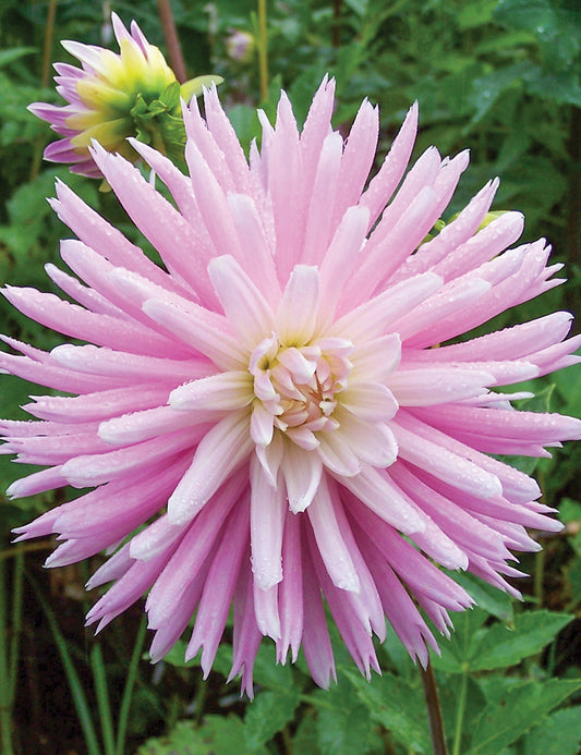 Dahlia - Delbard Versailles