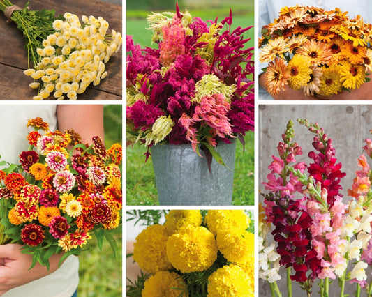 Seeds to Grow with Dahlias - Happy Collection