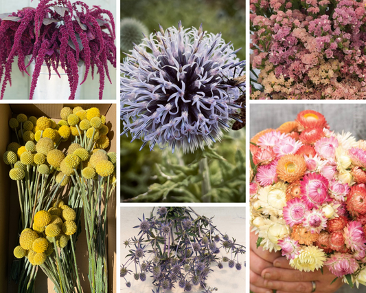 GROW - Dried Flower Seed Collection