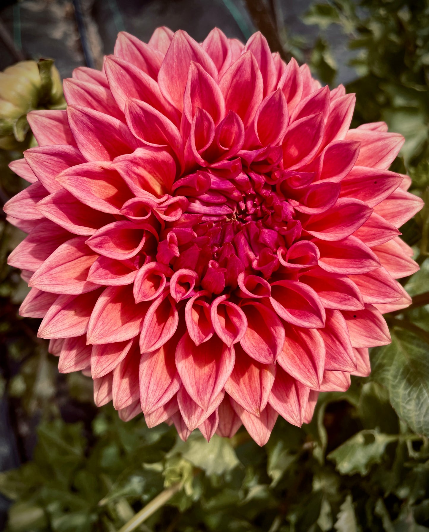 Dahlia - Formby Monarch (Max 1 per order)