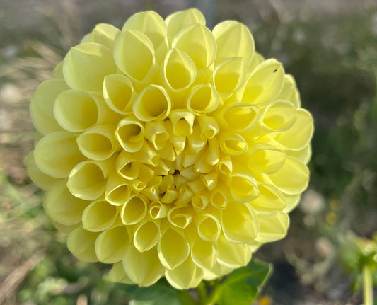 Dahlia - Ryecroft Laura