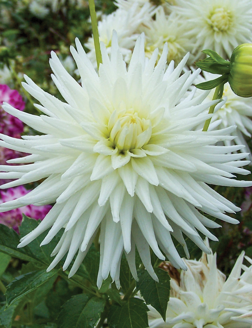 Dahlia - Delbard Mont Blanc