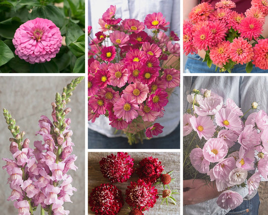 Seeds to Grow with Dahlias - Pink Collection